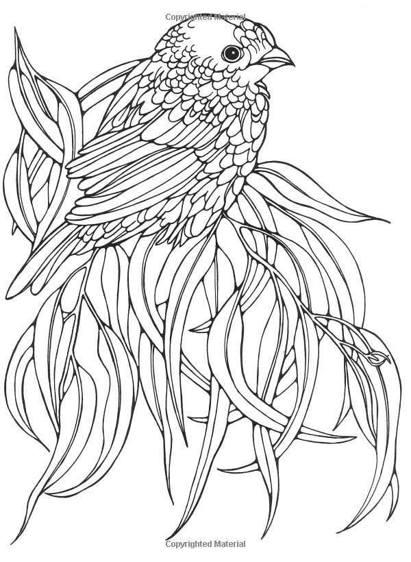 Picmiacom bird coloring pag animal coloring pag coloring pag
