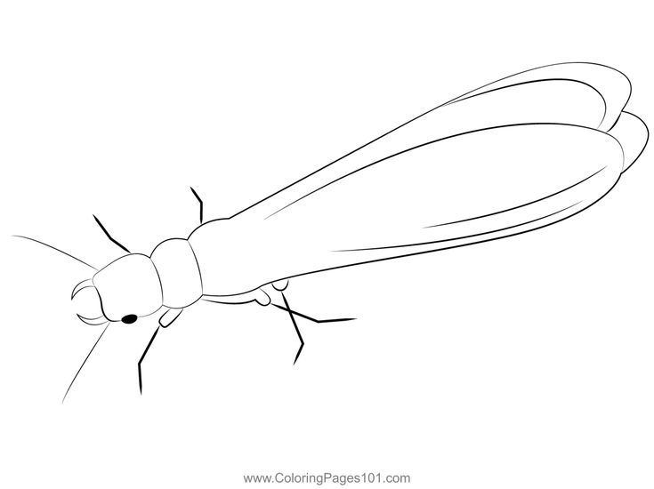 Dampwood termite coloring page coloring pages color coloring pages for kids