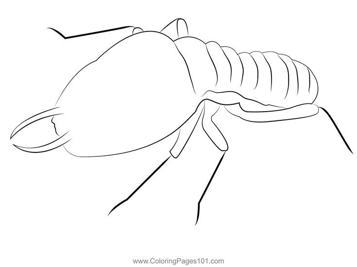 Red termites coloring page coloring pages coloring pages for kids color