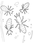 Termites coloring pages free coloring pages