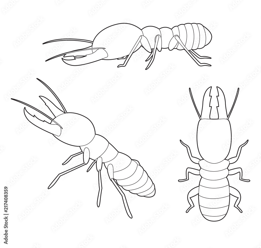 Insect set termite cartoon vector coloring book vector