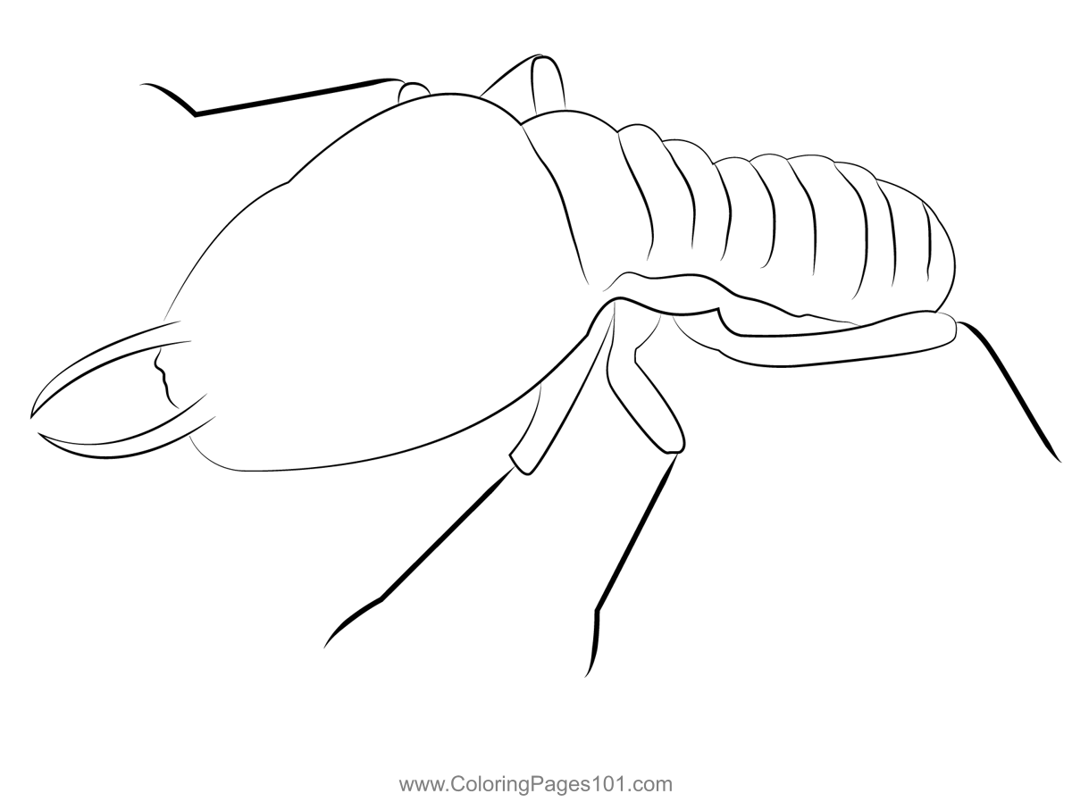 Red termites coloring page for kids