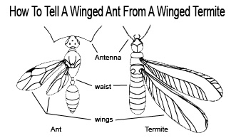 Identify termites