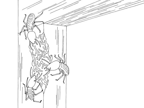 Termites gnawing a wooden beam graphic black white sketch illustration vector stock illustration