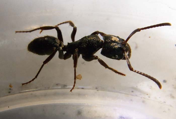 Termite identification