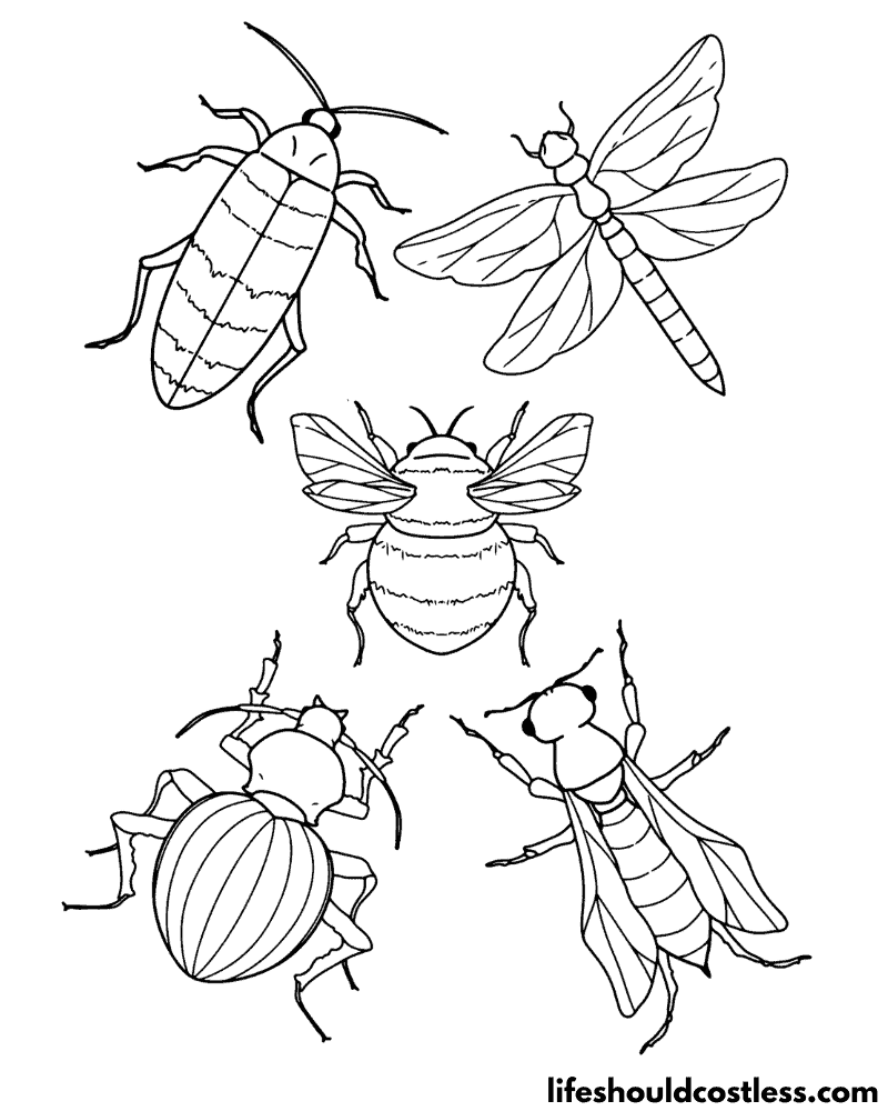 Insect coloring pages free printable pdf templates