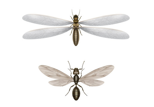 Flying termite images â browse photos vectors and video