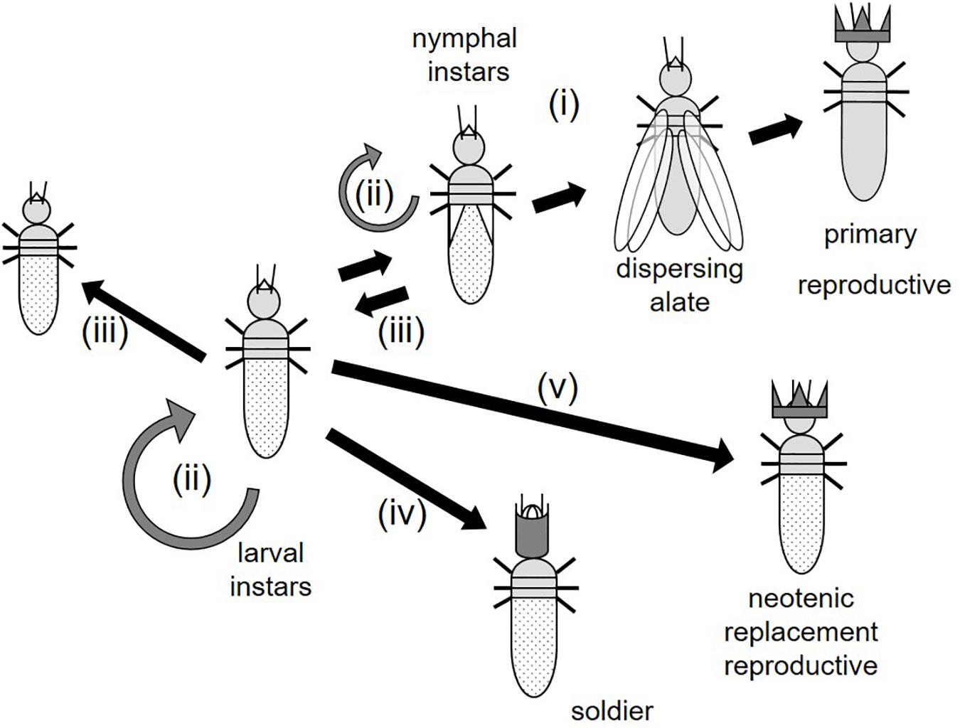 Frontiers how can termites achieve their unparalleled postembryonic developmental plasticity a test for the role of intermolt
