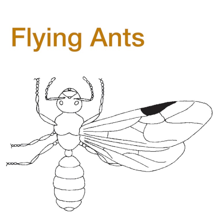 Flying ants or termite swarmers