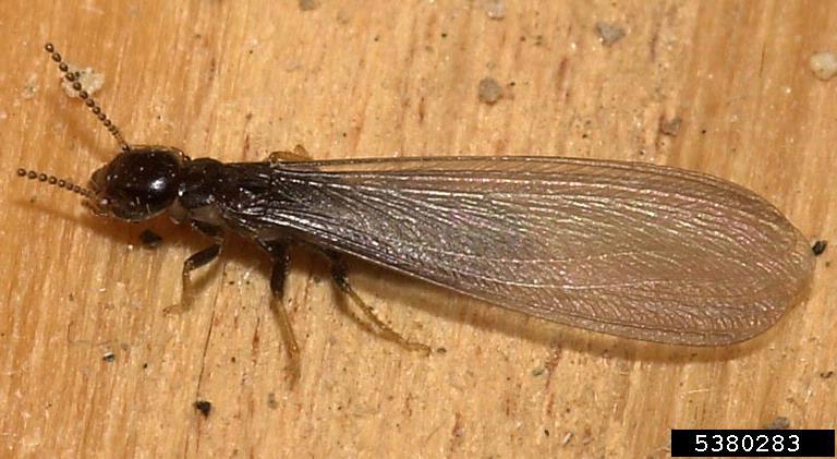 Western subterranean termite