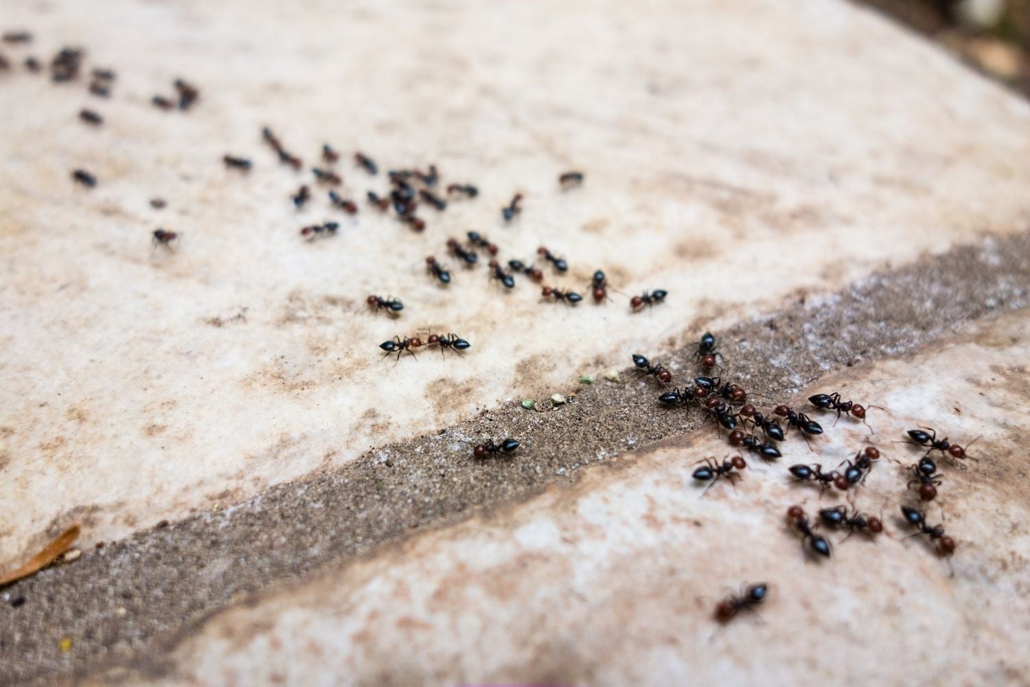 Termites vs ants how to identify and tell apart