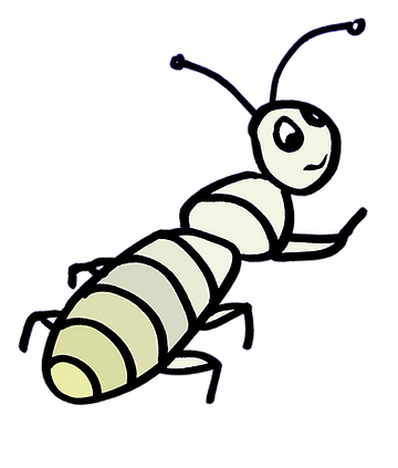 Termites australia