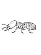 Termites coloring pages free coloring pages