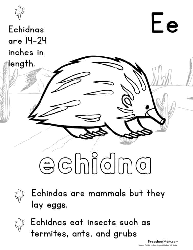 Desert animal coloring pages