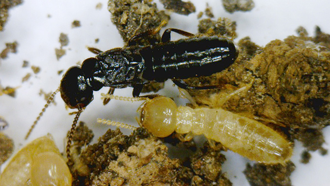 Termite infestations damage and treatment options nebraska extension in county