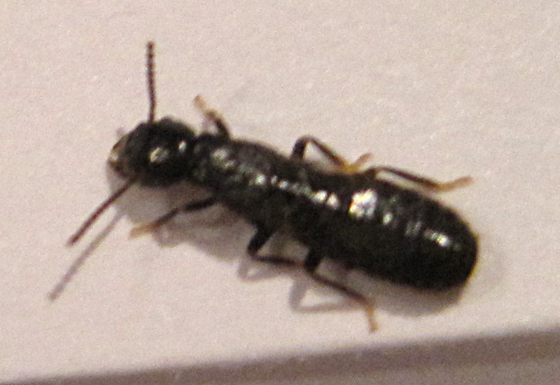 Termite alates flying termites facts all you need to know