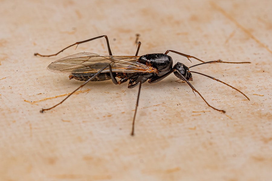 Carpenter ants vs termites spot the difference northwest exterminating
