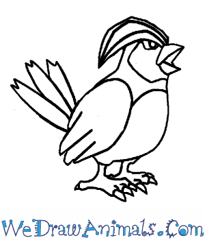 How to draw pidgeotto pokemon