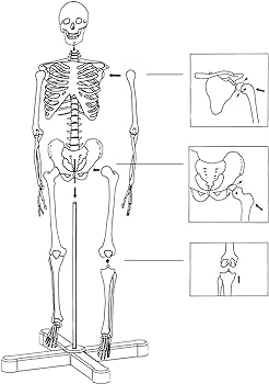 Modelo educativo modelo de anatomãa de queleto humano de cm con soporte de metal maniquã de anatomãa de tamaão medio modelo de queleto humano con brazos y piernas articulados anato
