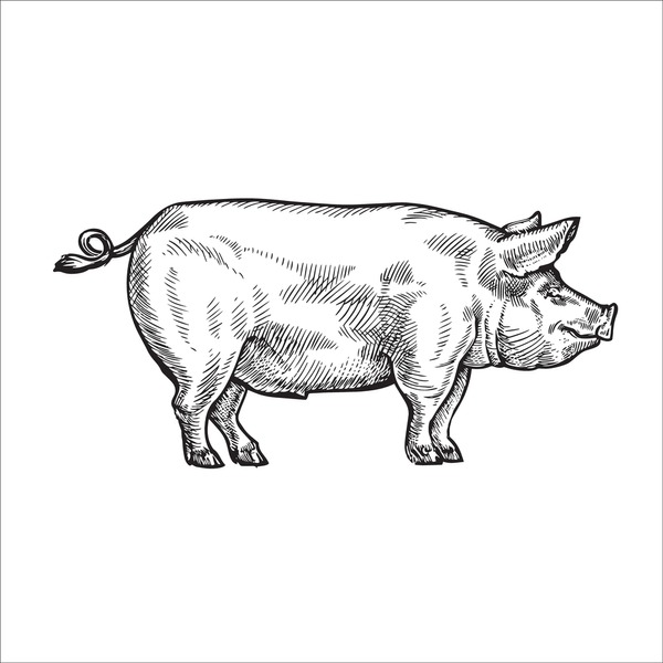 Thousand childs drawing pig royalty
