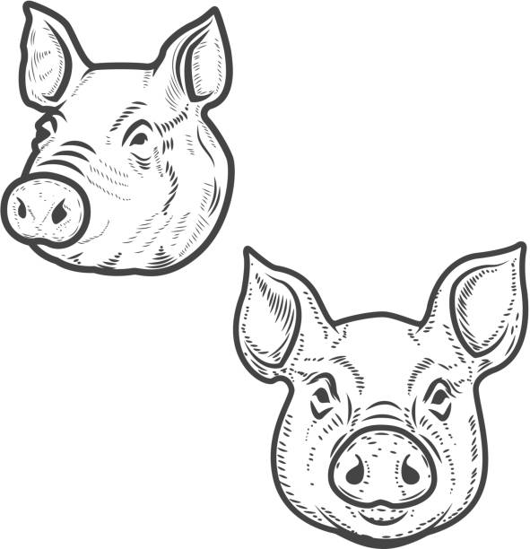Pig face stock illustrations royalty