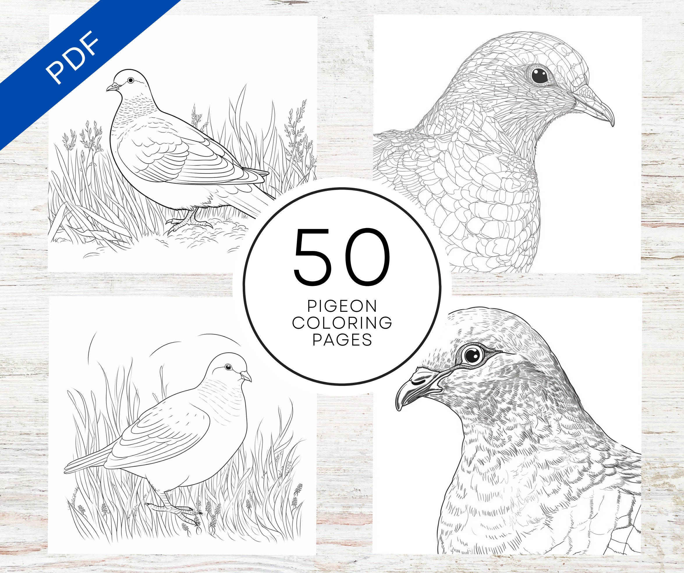 Kdp interior pigeon coloring pages x printable pdf kids adult coloring book mercial use activity book