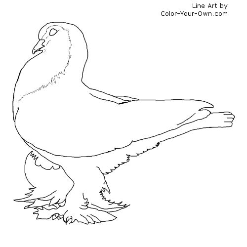 Bird pigeon coloring page