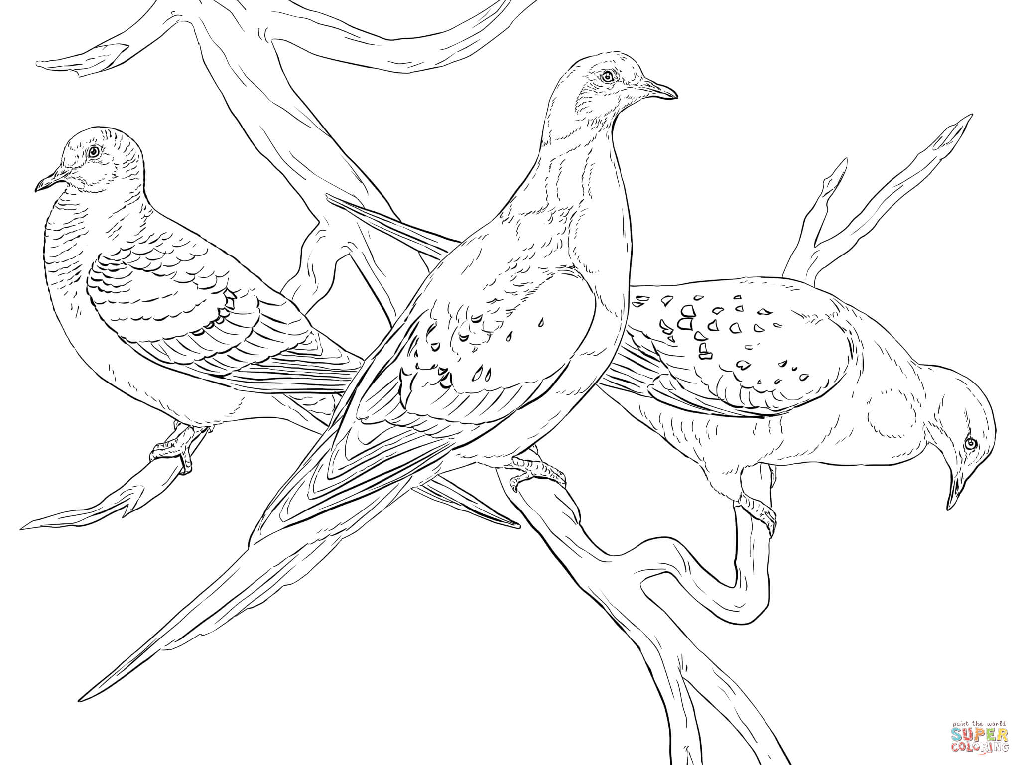 Passenger pigeons coloring page free printable coloring pages