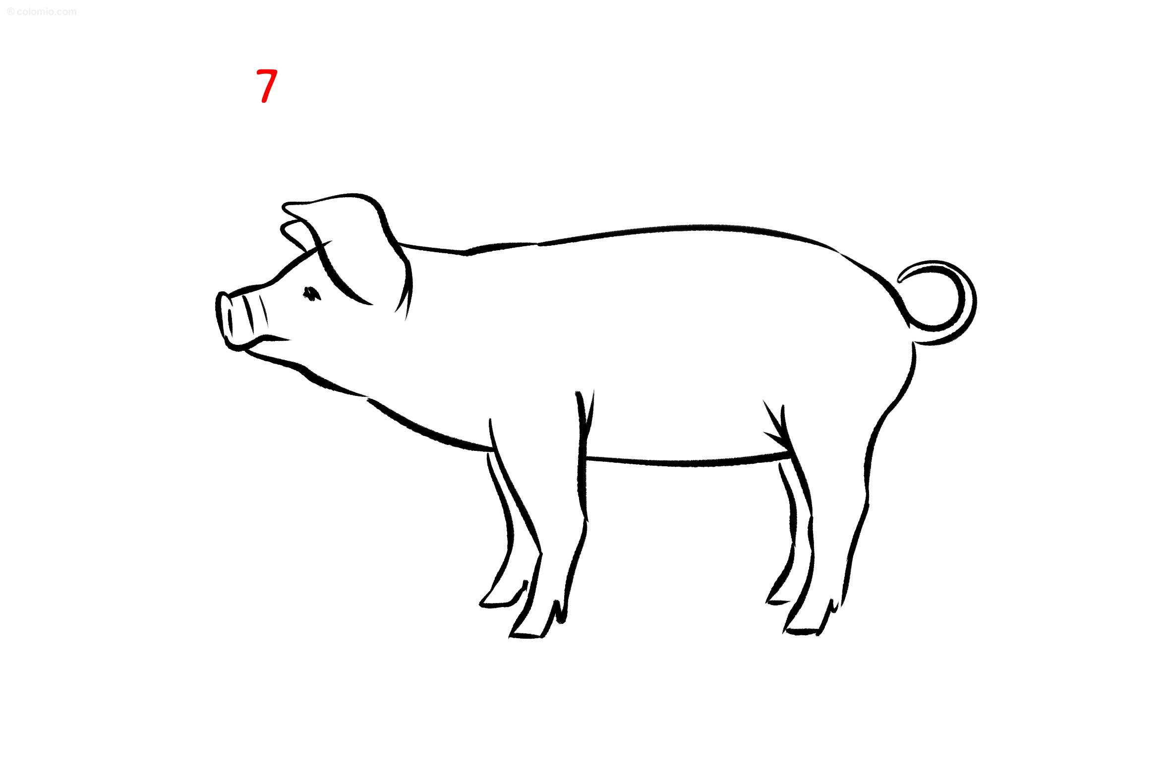 Pigs coloring pages free printable pig coloring sheets