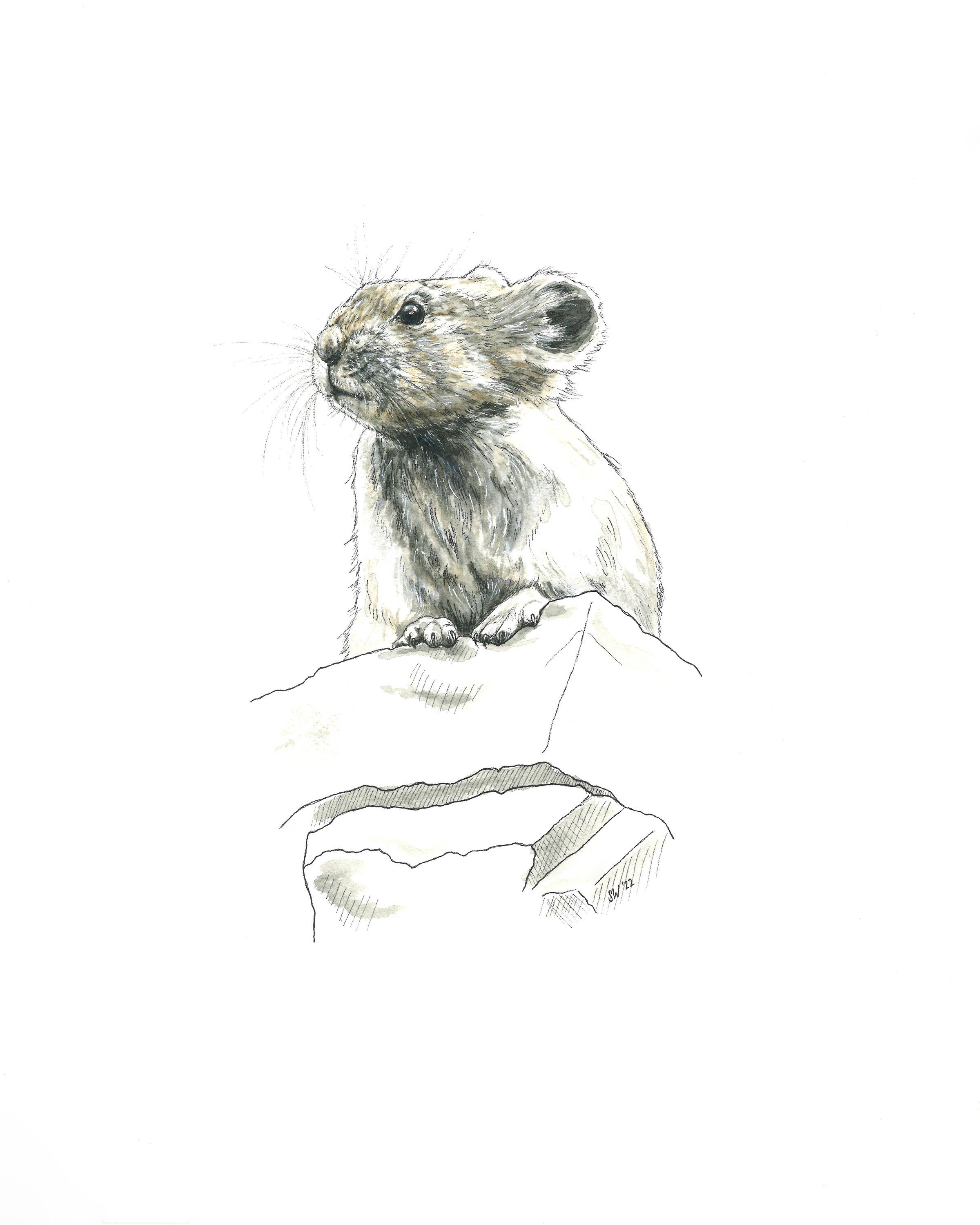 Pika print nature wildlife art print pika watercolor painting pika drawing wildlife illustration