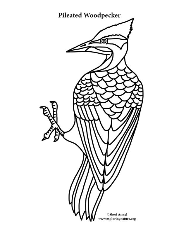 Woodpecker pileated coloring page