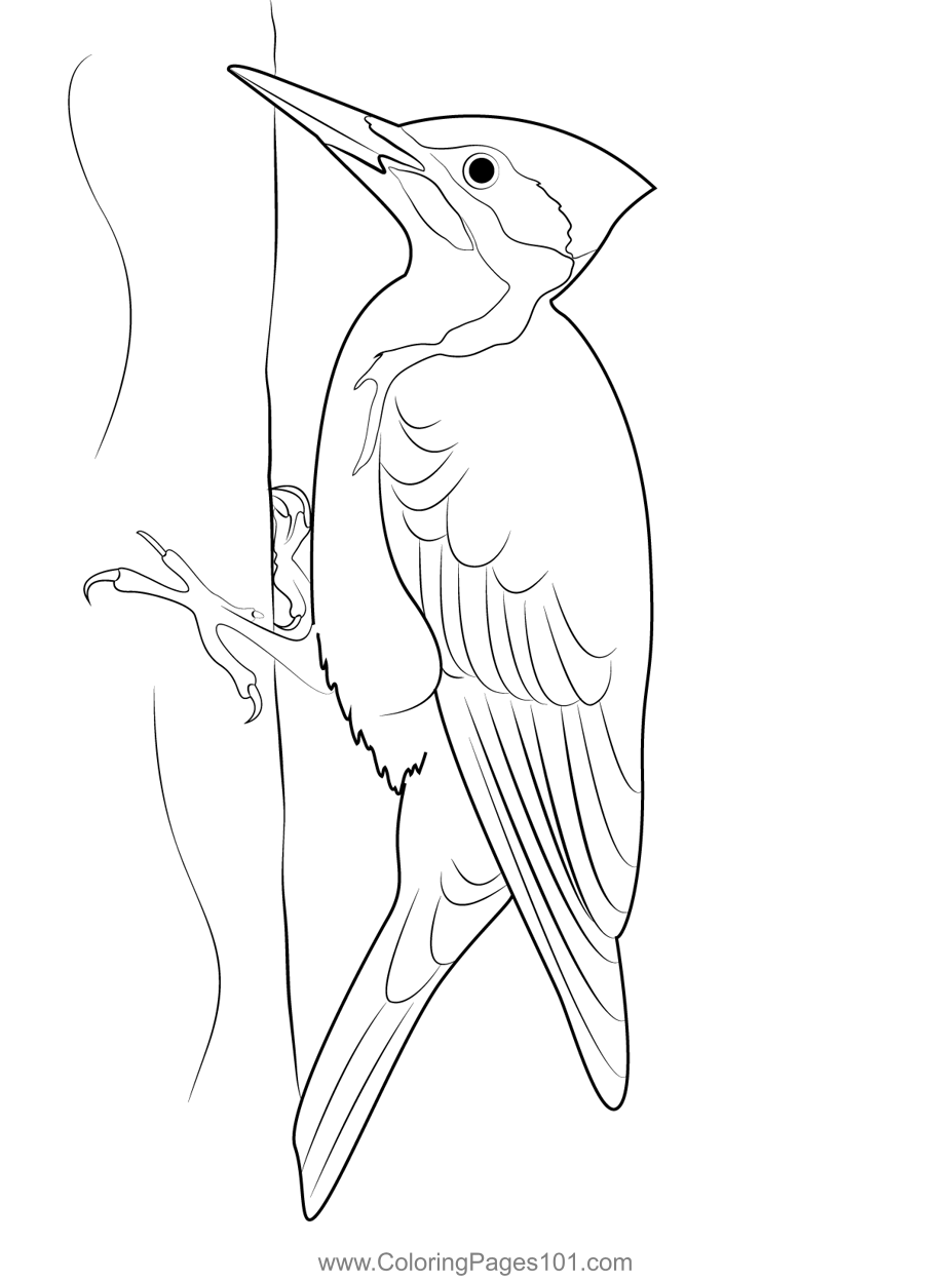 Bigstock pileated woodpecker coloring page woodpecker art bird outline woodpecker
