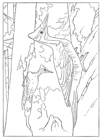 Pileated woodpecker coloring page free printable coloring pages
