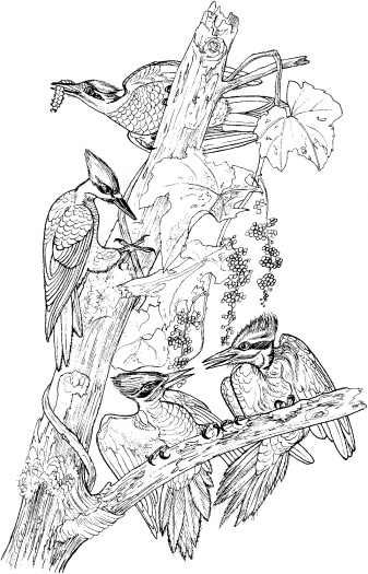Pileated woodpeckers on tree coloring page super coloring dolphin coloring pages coloring pages printable adult coloring pages