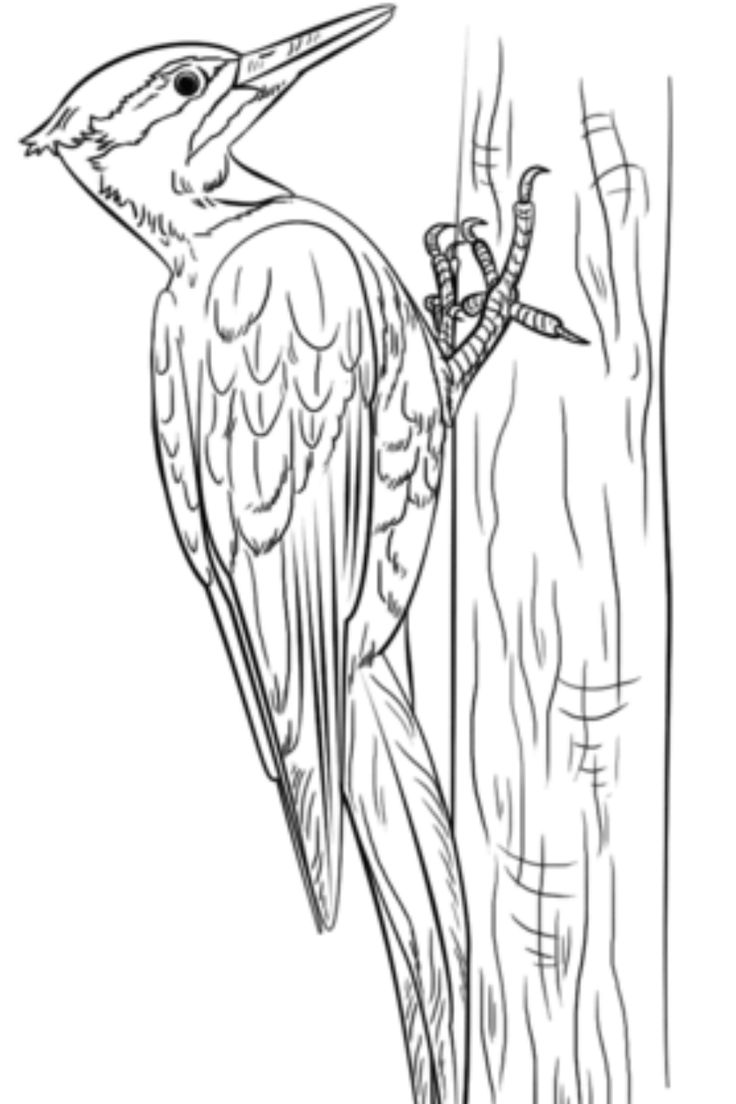 Pileated woodpecker facts for kids
