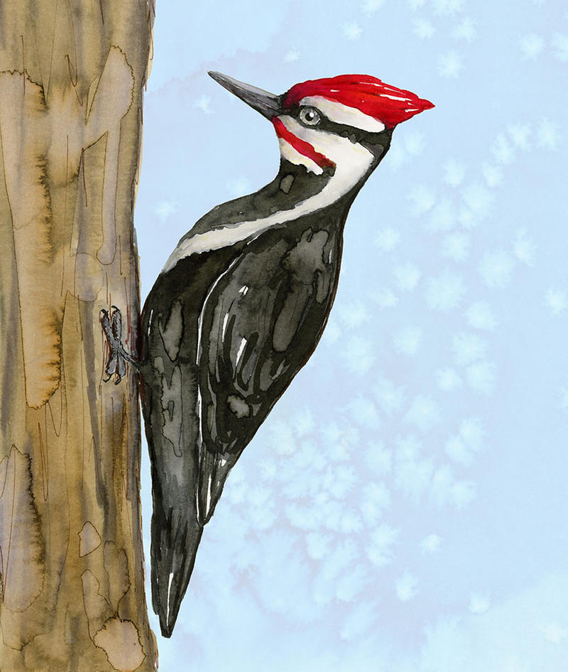 Pileated woodpecker watercolor by bwiselizzy on
