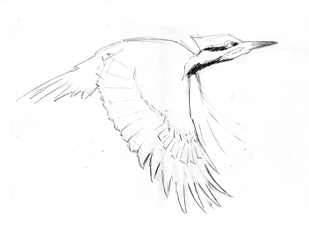 Pileated woodpecker step