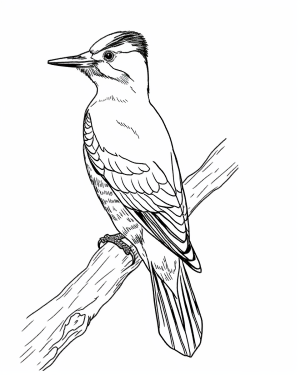 Woodpecker pages