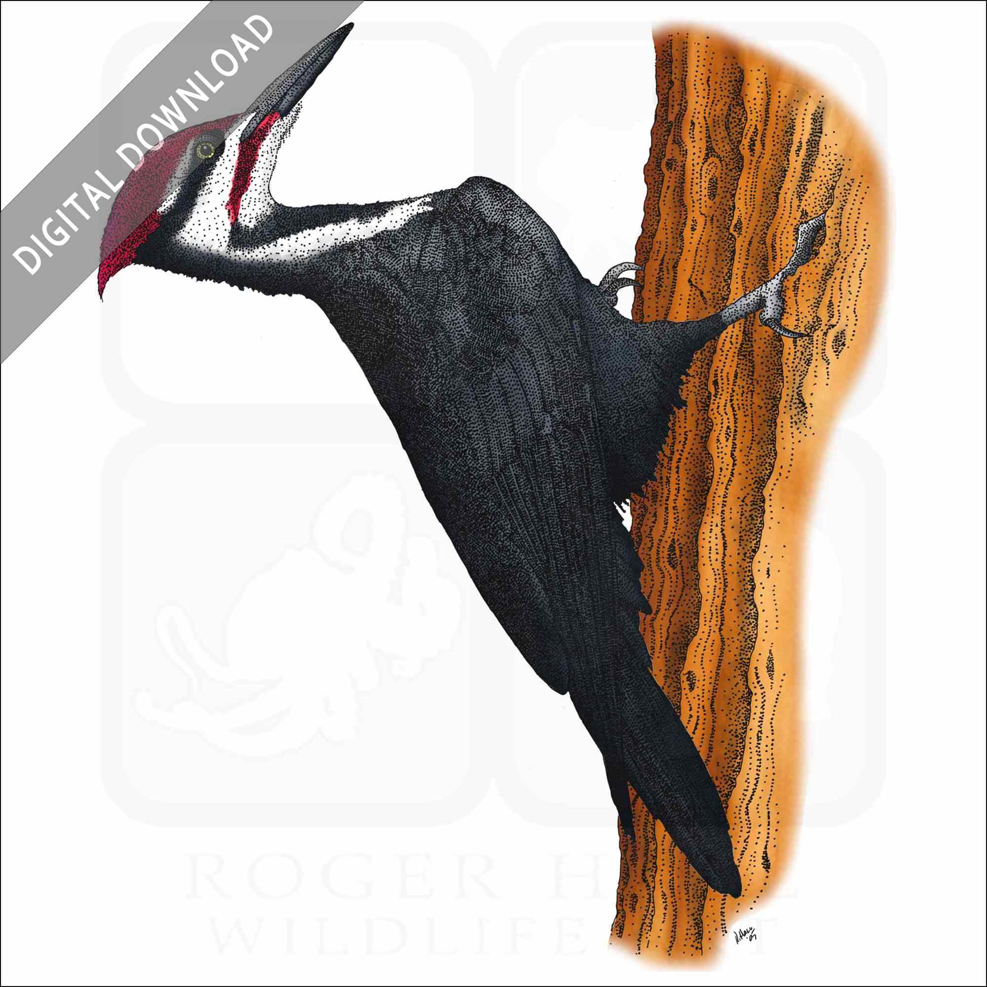 Stock art drawing of a pileated woodpecker