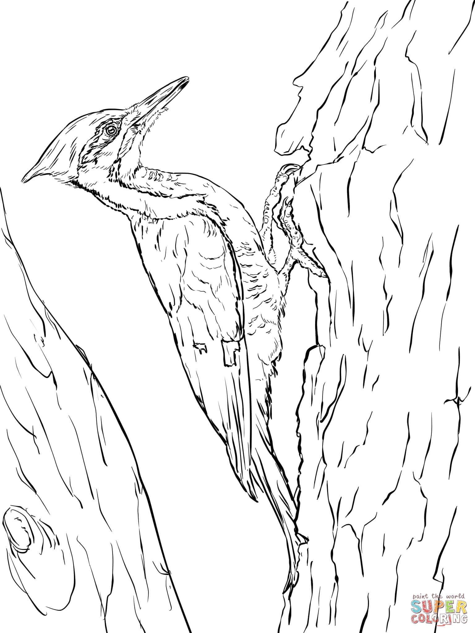 Pileated woodpecker coloring page free printable coloring pages coloring pages printable coloring pages free printable coloring pages