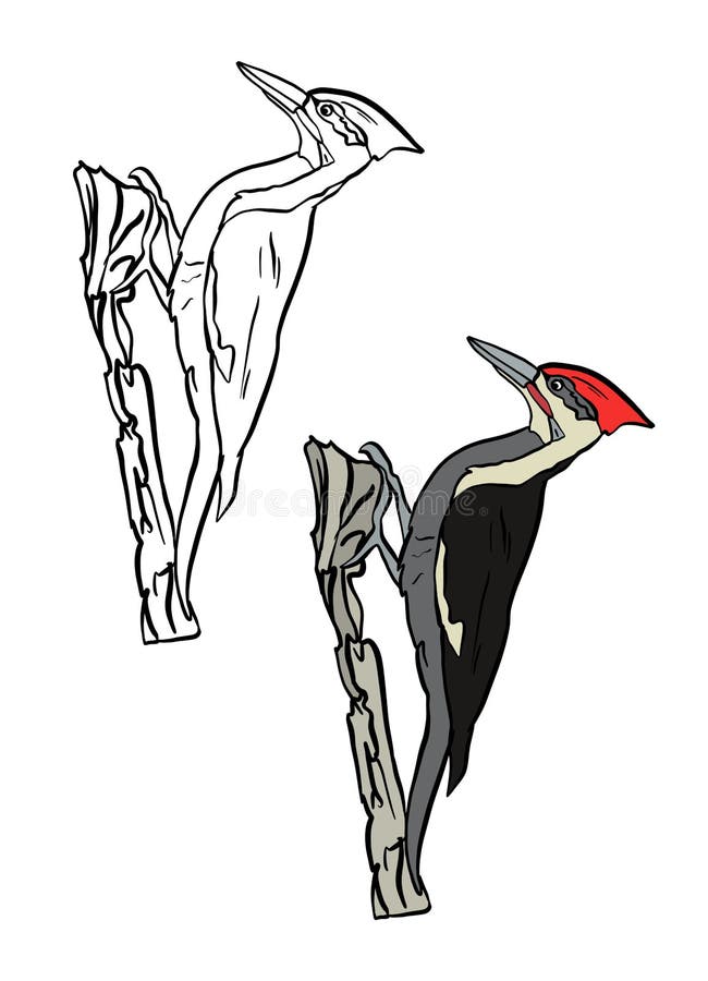 Woodpecker black white stock illustrations â woodpecker black white stock illustrations vectors clipart