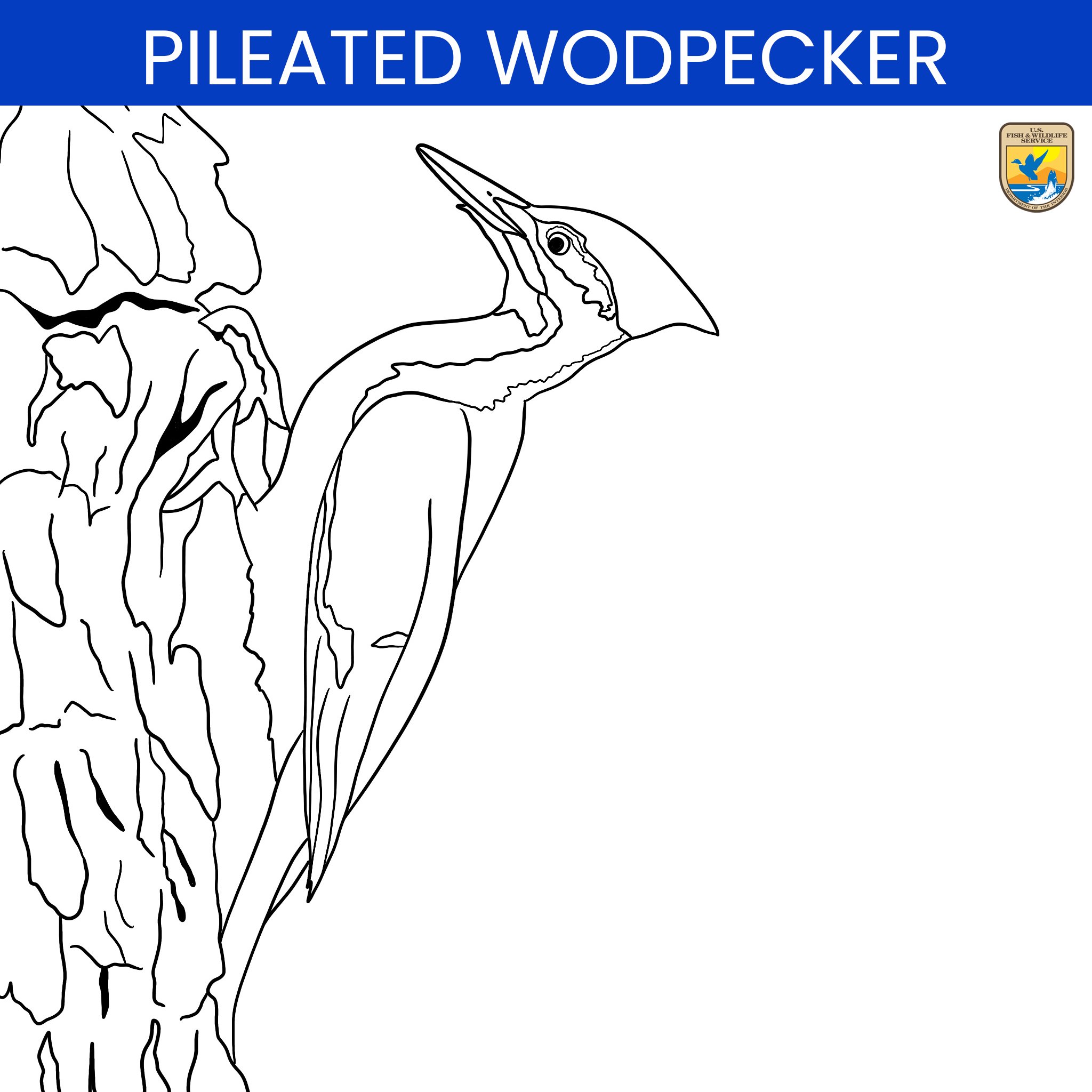 Us fish and wildlife on x if you love birds then today is a great day for you its drawabirdday we drew the birds and now you get to color them in