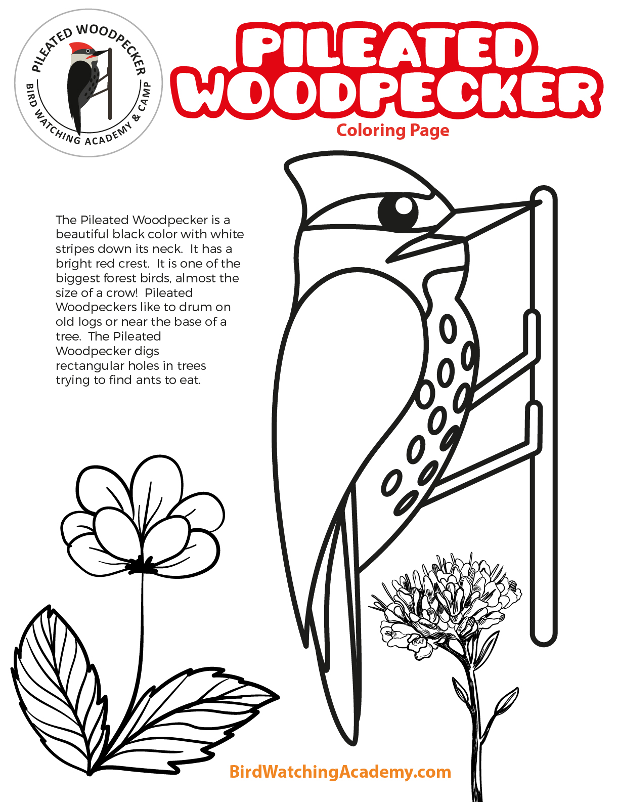 Pileated woodpecker coloring page