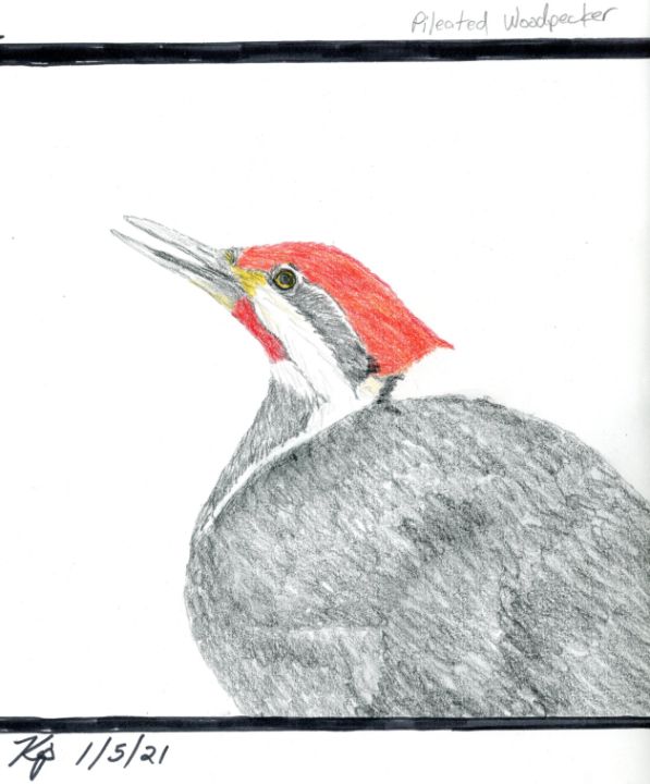 Pileated woodpecker