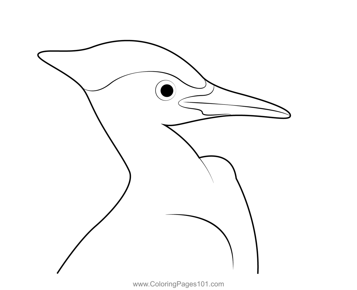Pileated woodpecker head coloring page for kids