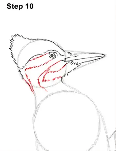 How to draw a woodpecker