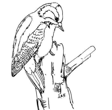 Downy woodpecker coloring page free printable coloring pages