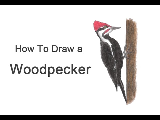 How to draw a woodpecker
