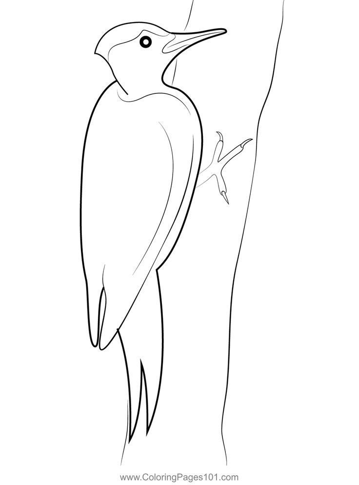 Pileated woodpecker in a tree coloring page tree coloring page coloring pages coloring pages for kids