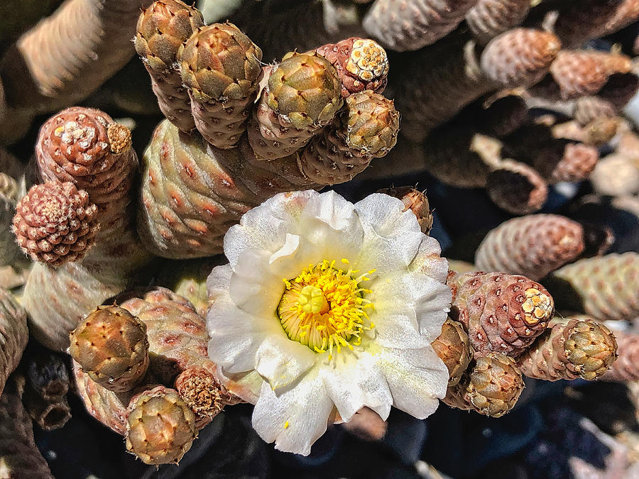 Pine cone cactus bloom no photograph by sandra selle rodriguez